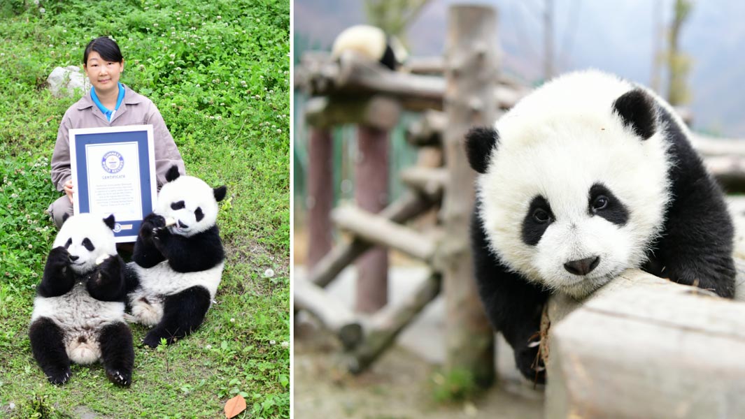 Panda Raksasa Melahirkan Anak Kembar di Tiongkok